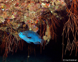 Midnight Parrot Fish emerging from a cavern in Utila by Susan Beerman 